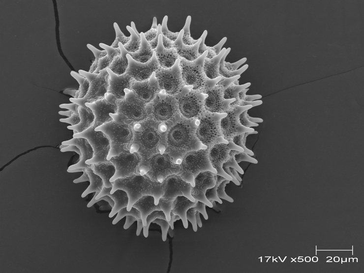 アサガオの花粉