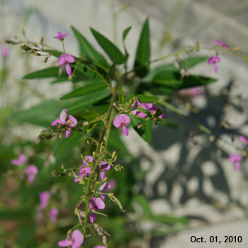 �A���`�k�X�r�g�n�M