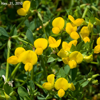 �Z�C���E�~���R�O�T