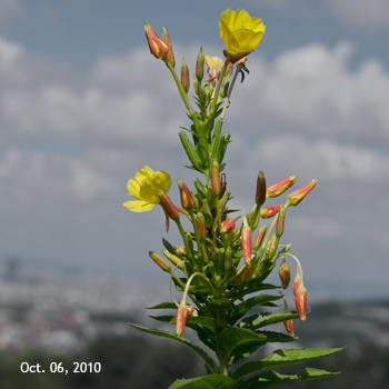 ���}�c���C�O�T