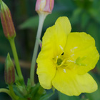 �A�J�o�i��