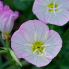 �A�J�o�i��