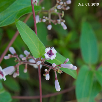 �w�N�\�J�Y��