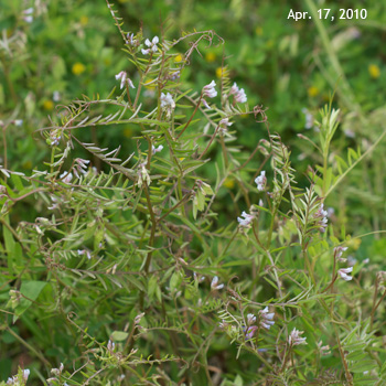 �X�Y���m�G���h�E