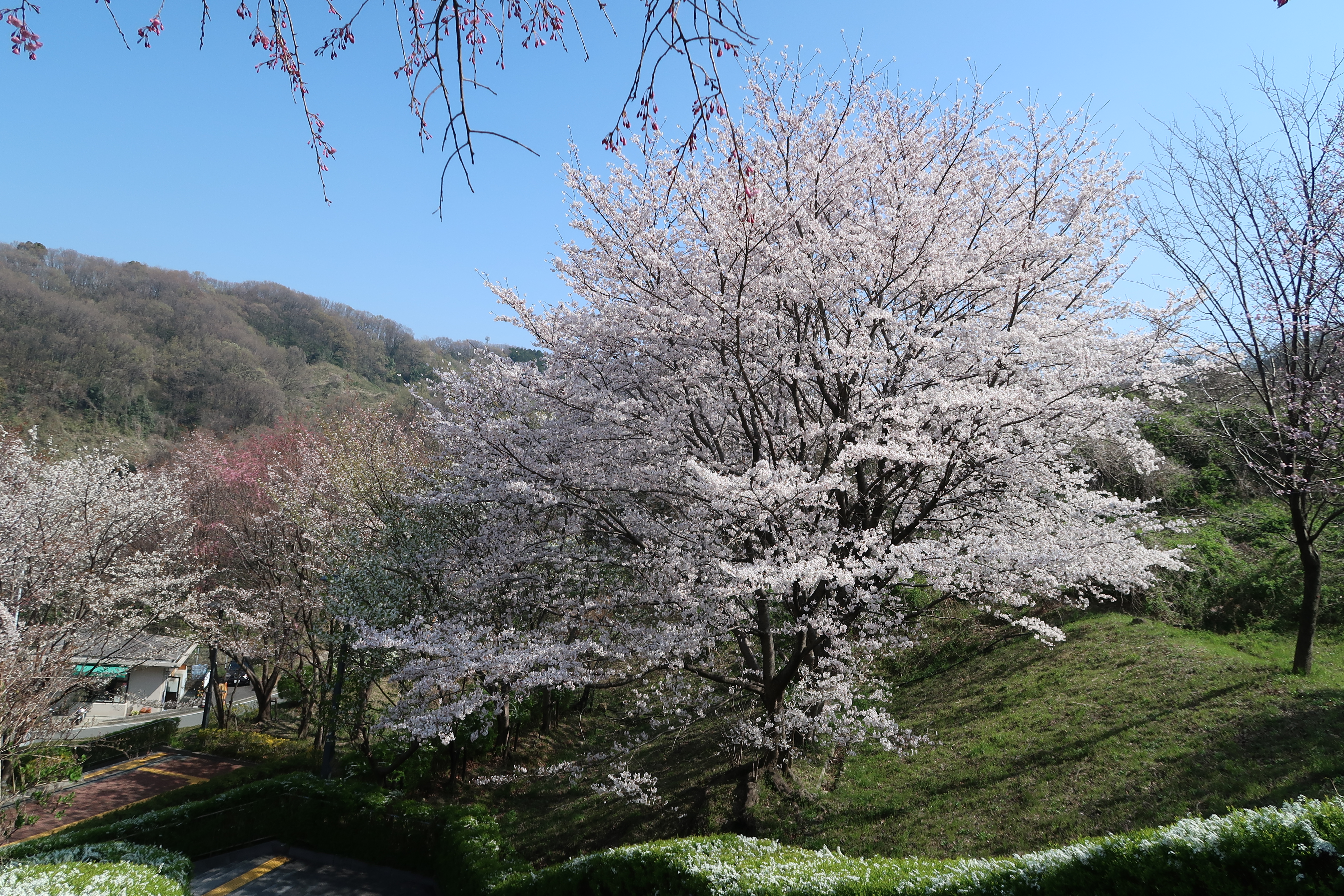 サクラの咲く頃
