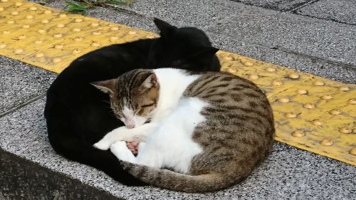 卒業論文発表会がありました✎