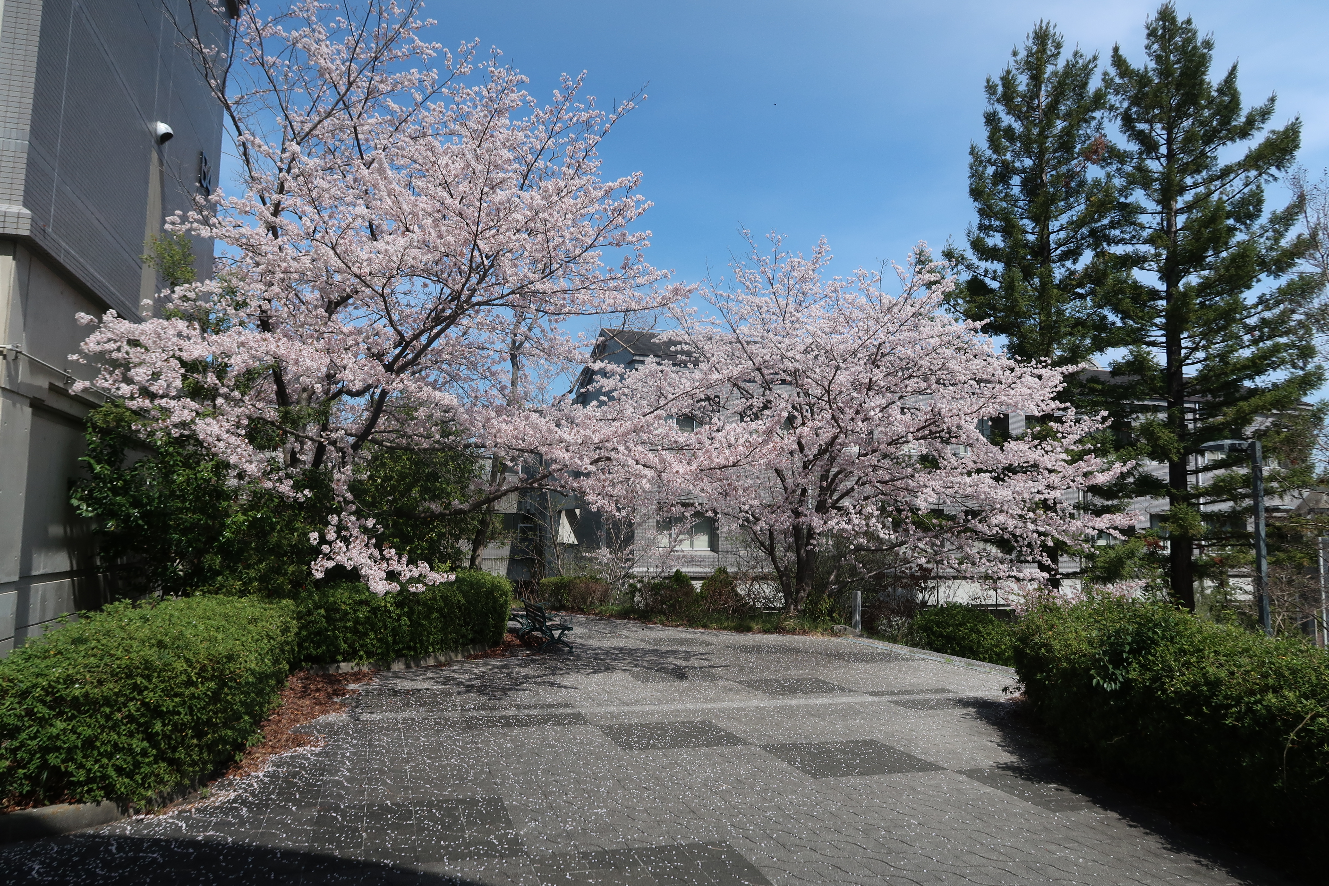 新学期がはじまりました。