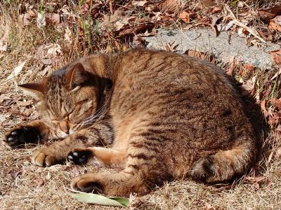 大教のねこの話