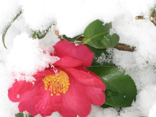 雪が降ってきました！⛄