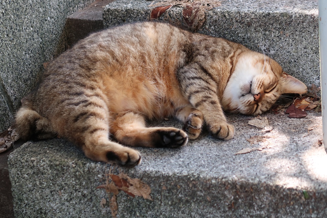 年末までエスカレーター工事なのです…