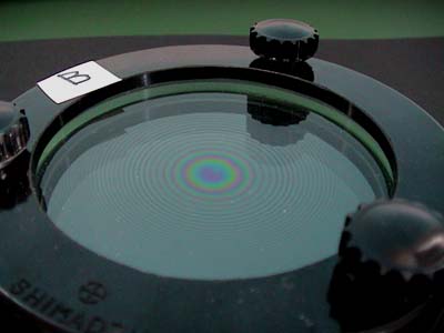 コオロギは飛びますか? - コオロギはすべて飛ぶのですか?